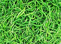 Manufacturers Exporters and Wholesale Suppliers of Green Chilli Rajkot Gujarat